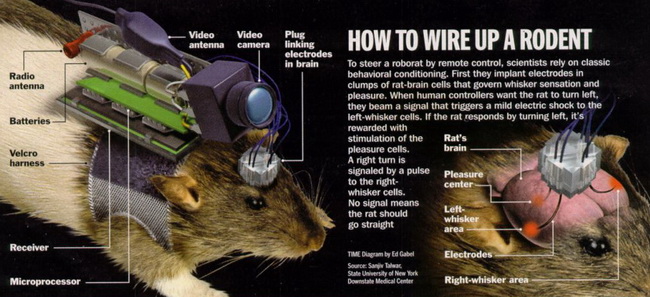 robo-rat