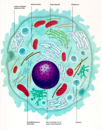세포와 세포 속 미토콘드리아(적색부분) : 이곳에서 에너지를 생산한다. 건강한 미토콘드리아는 운동을 통해 얻어진다.