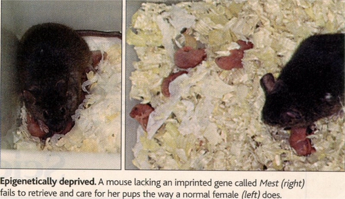 정상 어미쥐와 모성본능 유전자를 변질시킨 쥐의 행동변화