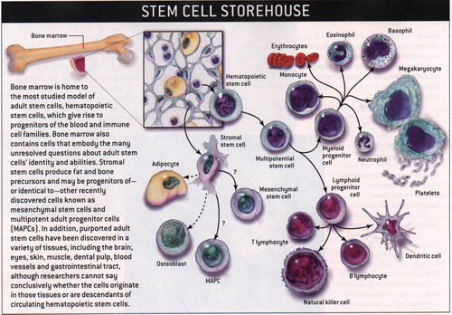 Scientific American 2004년 6월호 p.66