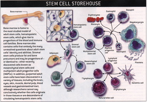 Scientific American 2004년 6월호 p.66