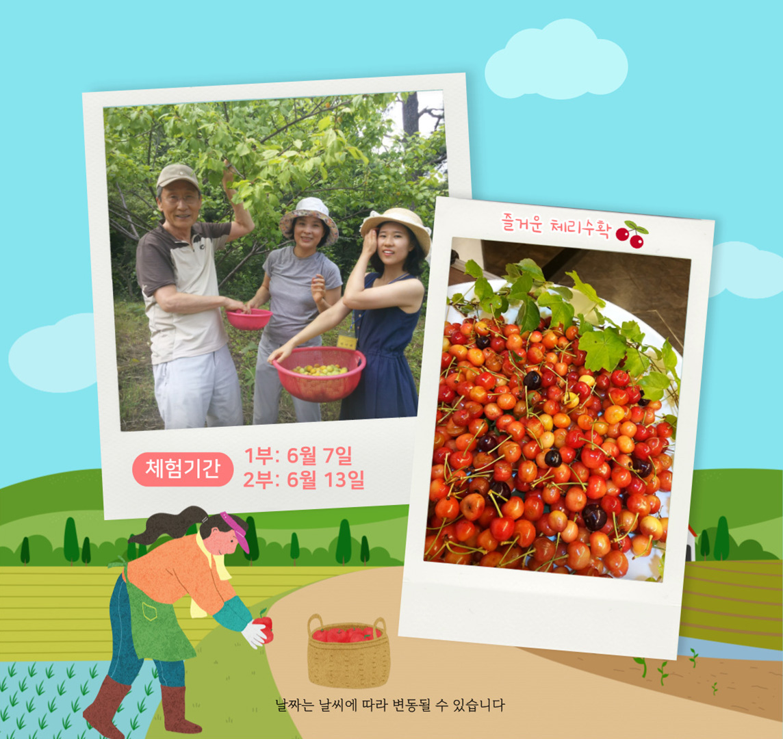 체리체험2.jpg
