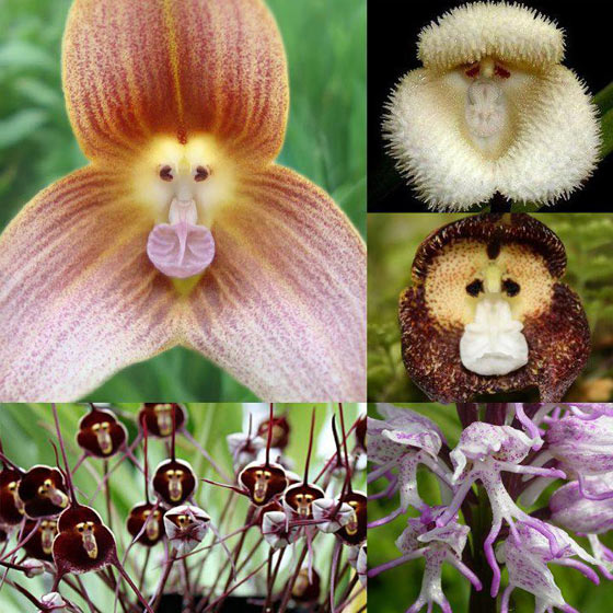 funny-monkey-orchids-flowers.jpg